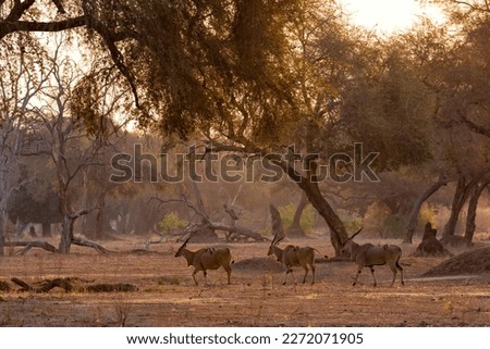 The common eland, also known as the southern eland or eland antelope with back light with sunset in Mana Pools National Park in Zimbabwe Royalty-Free Stock Photo #2272071905