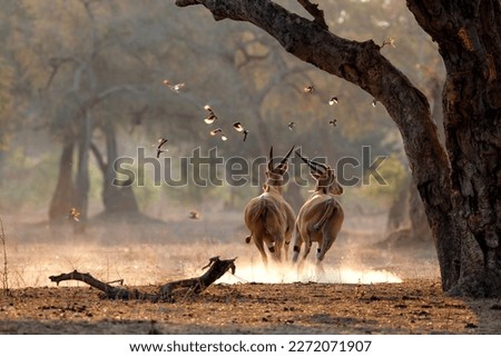 The common eland, also known as the southern eland or eland antelope with back light with sunset in Mana Pools National Park in Zimbabwe Royalty-Free Stock Photo #2272071907