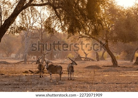 The common eland, also known as the southern eland or eland antelope with back light with sunset in Mana Pools National Park in Zimbabwe Royalty-Free Stock Photo #2272071909