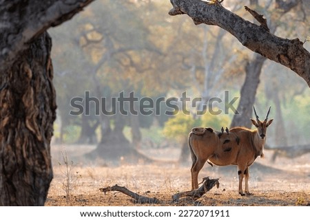 The common eland, also known as the southern eland or eland antelope with back light with sunset in Mana Pools National Park in Zimbabwe Royalty-Free Stock Photo #2272071911