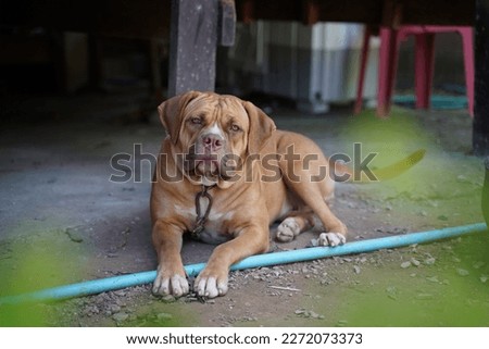 American Bandogge Dog Breed Pictures #uniqueSSelf
