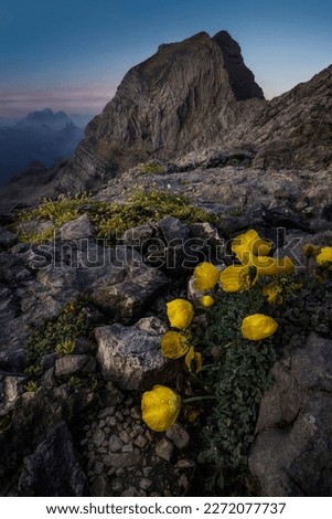 Picture of some yellow poppy flowers at sunrise in front of mount Tofana di Mezzo in Cortina d'Ampezzo, Italy