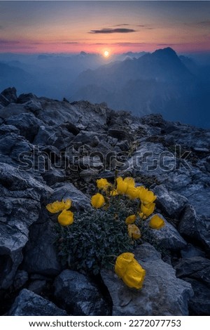 Picture of some yellow poppy flowers at sunrise on mount Tofana di Mezzo in Cortina d'Ampezzo, Italy