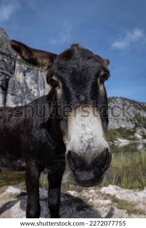 Picture of a donkey at Lake Croda da Lago, Cortina d'Ampezzo, Italy