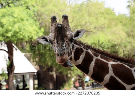 Giraffe Sticking Out Tongue Zoo