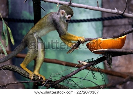 Spider monkey pumpkin enrichment running  Royalty-Free Stock Photo #2272079187