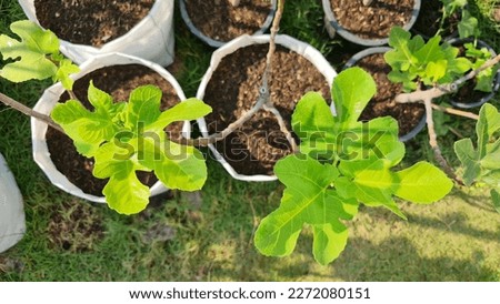 top view of young green leaves of Figs tree in the morning light. urban farming, city garden, tree pot. Royalty-Free Stock Photo #2272080151