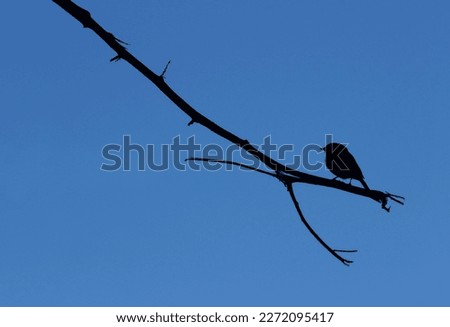 Narrow Leafless Branch Running Diagonally Through the Frame From the Top Left Corner, With a Small Bird Perched Upon it, Facing in to Centre Frame, Silhouetted Against a Plain Blue Sky Background