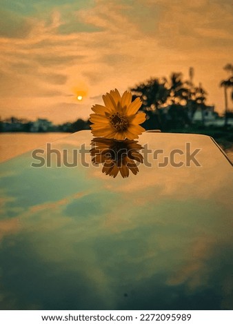 Flower on the hand of nature. this is sunset images which is beautiful. 