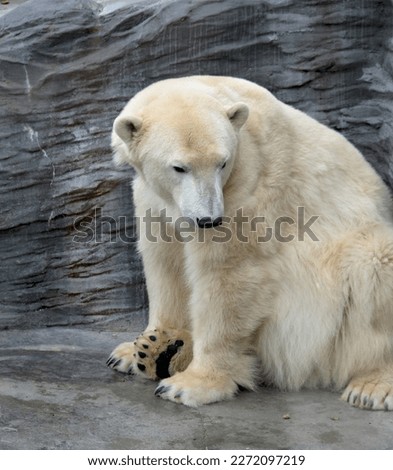 Portrait of a polar bear. Macro photo of a white bear.