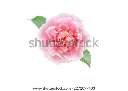 Pale pink camellia japonica peony form flower with green leaves isolated on white. Japanese tsubaki. Royalty-Free Stock Photo #2272097403