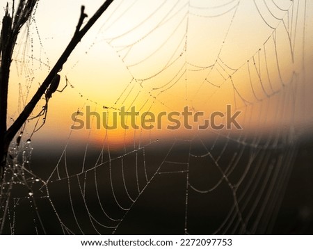Spider nest with spiders in the morning