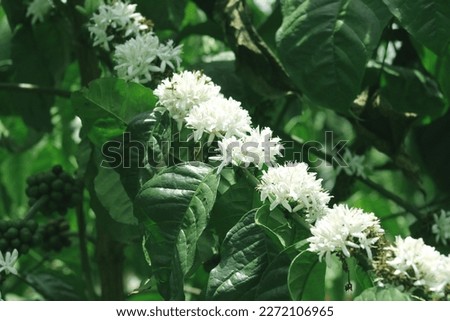 Coffea arabica , also known as the Arabic coffee, is a species of flowering plant in the coffee and madder family Rubiaceae.  Royalty-Free Stock Photo #2272106965
