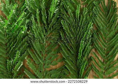 green mimosa leaves lie on a wooden surface, natural background
