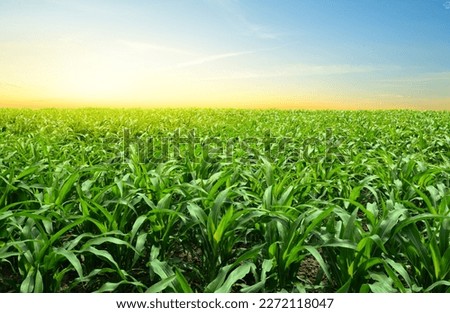 Panoramic view of young corn field plantation with sunrise background.