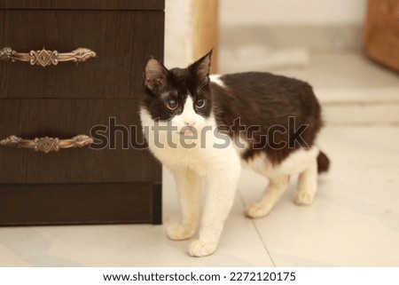 female black and white cat looking towards camera