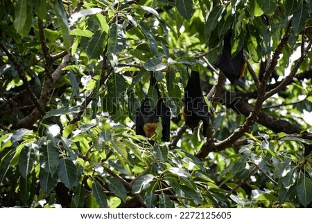 Lyle's flying fox (hen's bat) on a tree at Wat Pho, Bang Khla, Chachoengsao Province, Thailand, can be seen clearly during the day and it is active at night by feeding on plants.