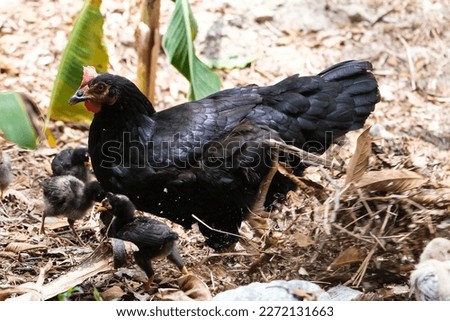Close up black chicken and babies cockerel on the farm. Selective focus.