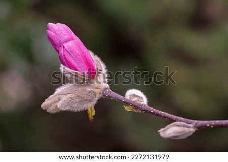 Bud of pink magnolia close-up. Macro photography. Fluffy bud with a flower. Blooming magnolia. spring revival