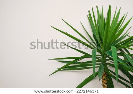 Tropical plants against the background of a light -wheel wall with a shadow and free space for advertising. Yucca at the wall of the house, interior decoration by home plants