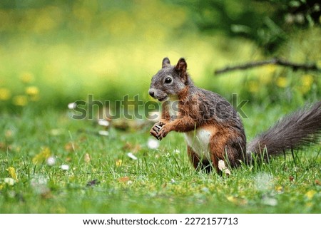 Squirrels are one of several small or medium-sized mammals in the family Sciuridae, class Rodentia. Squirrels are mainly Scyrus and Tamiascyrus species of this class. 