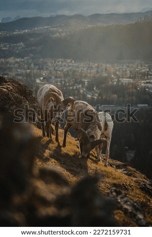picture of a ibex in banf canada