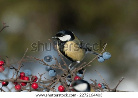 A pair of beautiful Gret tit, Parus major, perching on the bush twigs of Hawthorn berries and blackthorn. Red berries and  Blue berries in winter. Wood in Europe. Great bird images.