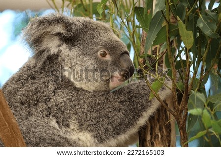 Koala sitting on a tree