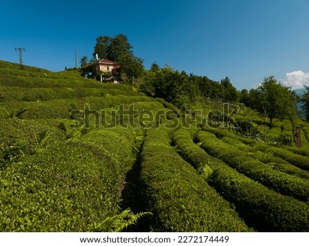 Morning in the traditional Rize tea field. Turkey's tea production center Cayeli.