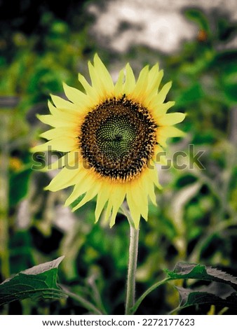 It's a sunflower looking very cool
