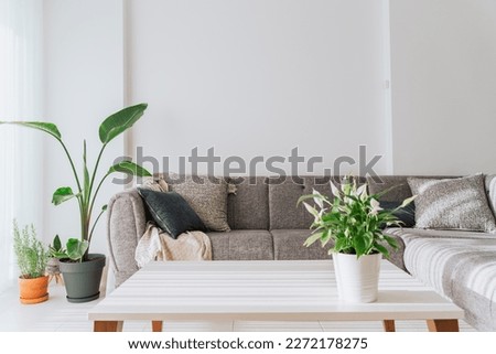 Modern minimalist light lit room interior white walls, white coffee table, grey velvet couch sofa green plants. Picture of light filled living room minimal furniture, plants, empty blank copy space