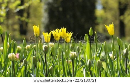 Blooming tulips spring background, large format. Yellow tulips on a lawn in spring time, flower banner for florist store 