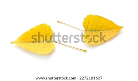 Yellow poplar leaves on white background