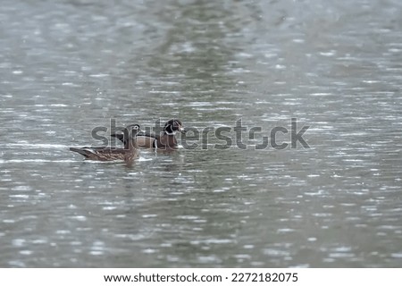 Male and female wood duck swimming in a pond in the rain. Raindrops can be seen falling, splashing on the water.