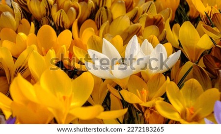 Yellow crocus flowers in a flowerbed at springtime blooming in the sun. The most beautiful spring flowers. in the middle two white crocuses.
