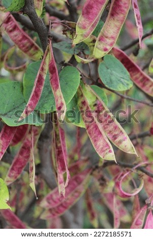 Cercis siliquastrum, shrub with pink flowers oin spring Royalty-Free Stock Photo #2272185571