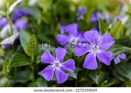 Vinca major or Greater periwinkle violet flower in the garden design. Royalty-Free Stock Photo #2272190049