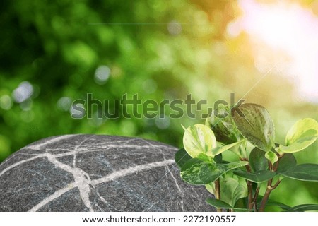 Natural stone podium on green background