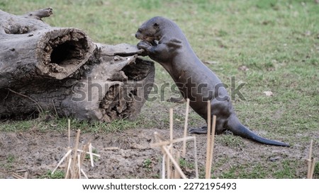 Giant Otter Feeding on Fish on a Fallen Log