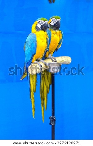 Two macaws are like two drops of water
