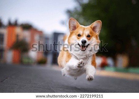 Cute welsh corgi pembroke running  on the street Royalty-Free Stock Photo #2272199211