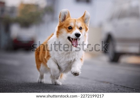 Cute welsh corgi pembroke running  on the street Royalty-Free Stock Photo #2272199217