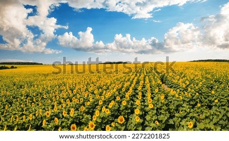 Picturesque sunflower plantation in sunny day, taken from a drone. Location place agrarian region of Ukraine, Europe. Aerial photography. Image of environmental industry. Photo of beauty of the earth.