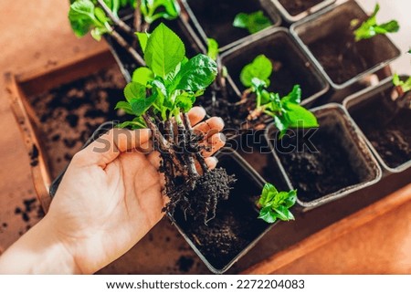 Close up of bigleaf hydrangeas cuttings. Gardener holds young rooted plants. Propagation and transplanting into containers at home Royalty-Free Stock Photo #2272204083
