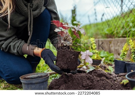 Planting heuchera color dream into soil. Gardener plants coral bells in ground in fall garden. Worker takes plant out of container. Spring landscaping Royalty-Free Stock Photo #2272204085