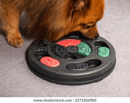 The dog is playing an intellectual game. Training game for dogs. Close-up. Royalty-Free Stock Photo #2272206983