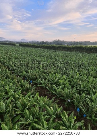 banana plantation perspetive view blue sky clouds