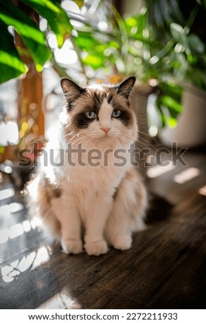 Young rag doll cat is sitting front of a window and looking to camera. Blue eyes and beautiful fur, inside house