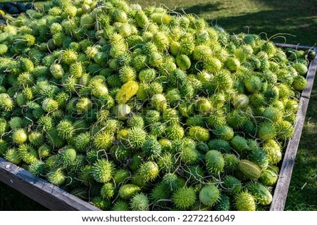 Lots of green spike cucumber, prickly gourd, Momordica dioica, spiny gourd Kantola in a wooden box outdoors at a farm for sale during thanksgiving, Halloween, October