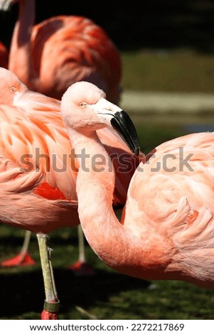 pink flamingo fluffy soft detailed closeup of adult flamingo standing outside in natural sunlight with blurred background gorgeous gentle bird resting with black bill